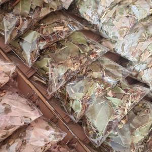 Pacotinhos de Ervas com Intenção Defesa – Banhos, Defumações e Rituais Energéticos