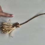 Vassoura Energética Artesanal | Limpeza Espiritual e Proteção | YULE (folhas)